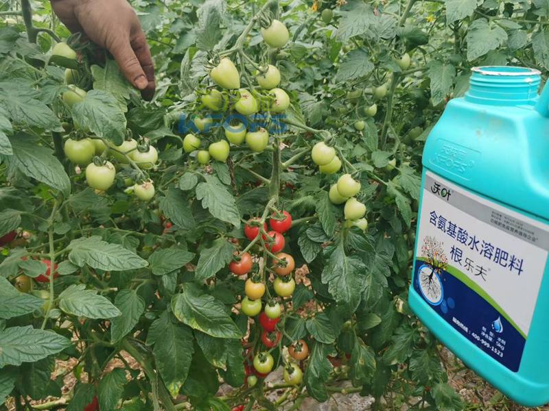 種蔬菜用什么肥料好？您用對了嗎？