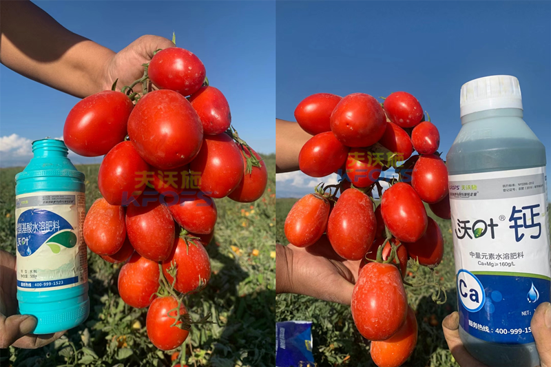 西紅柿水溶肥怎么用？哪家的好？