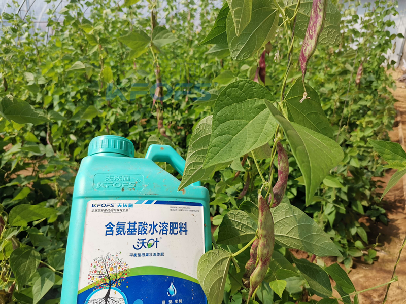 豆角追肥用什么肥料好？楊總很有發(fā)言權(quán)！
