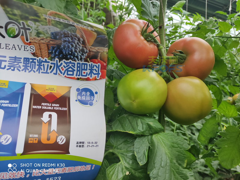 西紅柿果實膨大快用什么肥料？且聽種植者怎么說！