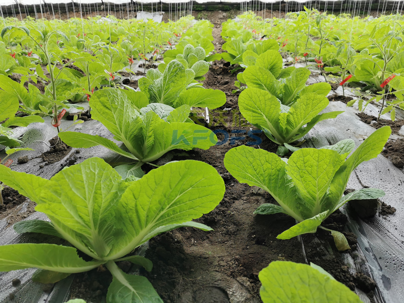 白菜施肥用什么肥料？種植大戶的經(jīng)驗！