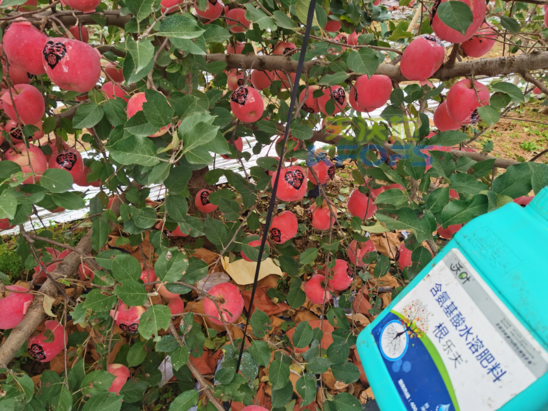 蘋(píng)果水溶肥哪個(gè)牌子好？周總始終推薦沃葉！