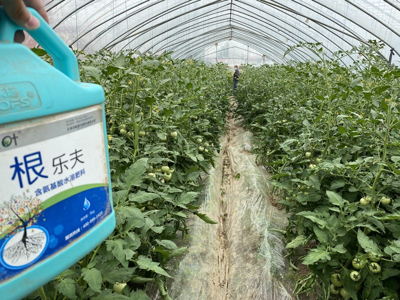 生根劑-西紅柿用沃葉根樂(lè)夫生根劑效果.jpg