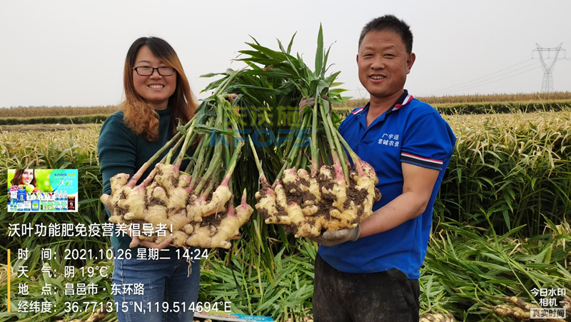 種大姜用什么肥料好？姜農(nóng)區(qū)都愛(ài)用沃葉！