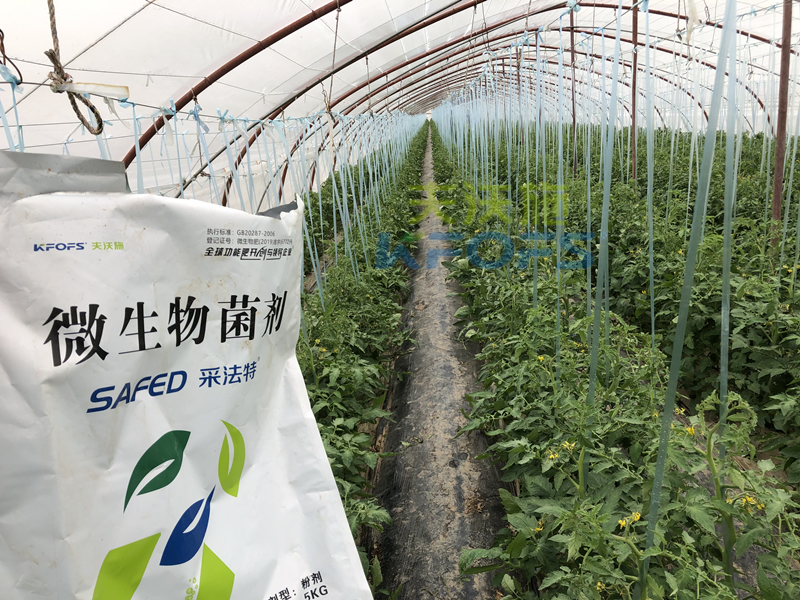 蔬菜施什么肥長得又快又好？張老板說采法特！