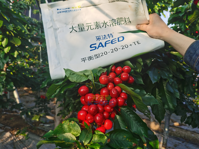 果樹(shù)施肥，李總只推薦采法特！