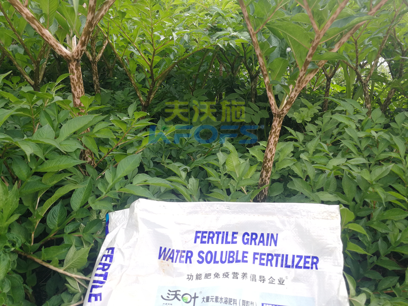 顆粒水溶肥，為何杜總只認可這款！