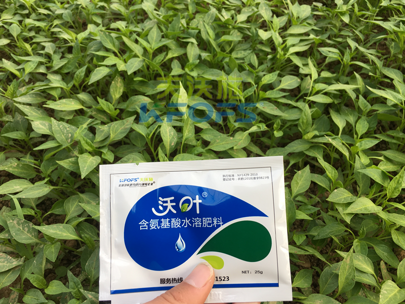 葉面肥哪個好-沃葉氨基酸葉面肥辣椒.png