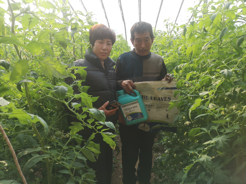 西紅柿種植技術(shù)與管理-沃葉根樂(lè)夫菌劑.png