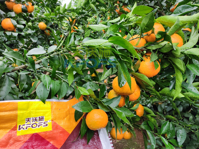 進口水溶肥-柑橘用沃葉水溶肥效果1.png