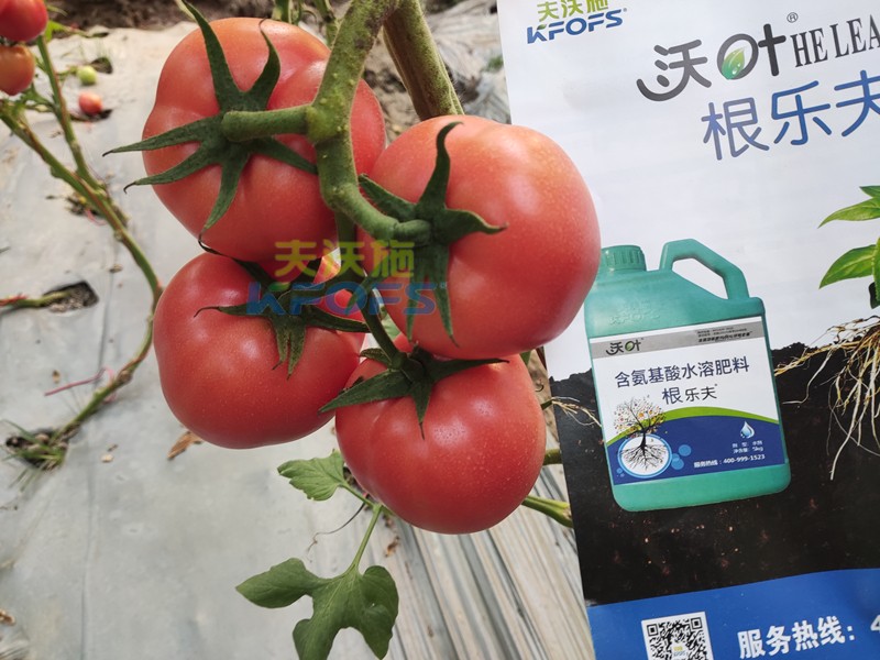 夫沃施水溶肥怎么樣？馮總告訴你答案