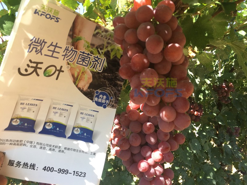 葡萄萌芽期施肥技術(shù)，很有必要一看！