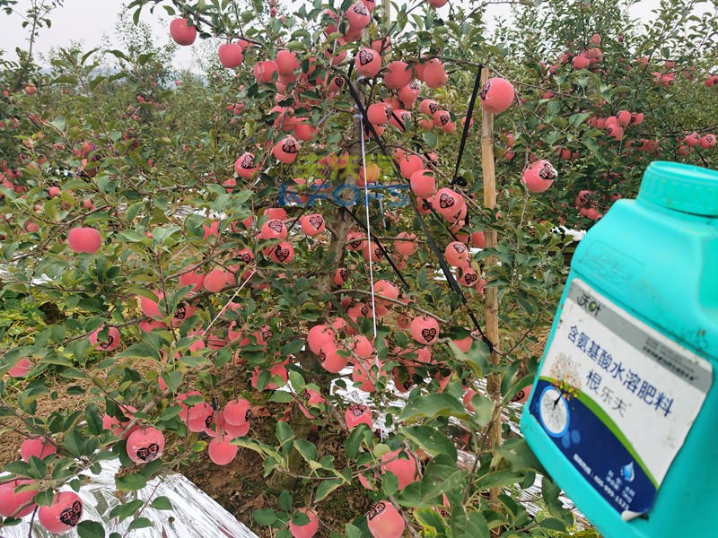 果樹什么時候施肥最好-沃葉根樂夫生根劑.jpg