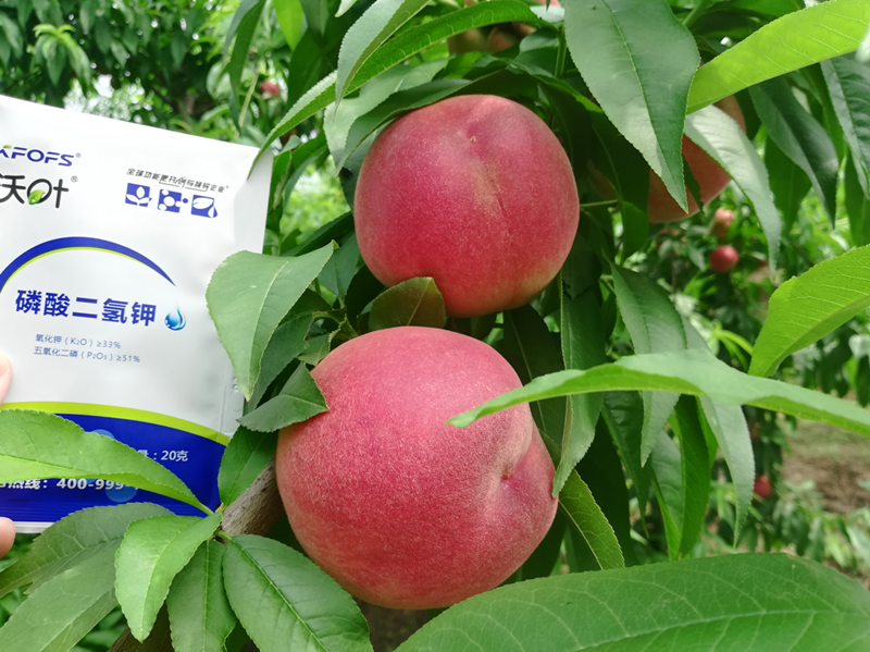 桃樹(shù)施什么肥料好？李大哥對(duì)比案例！