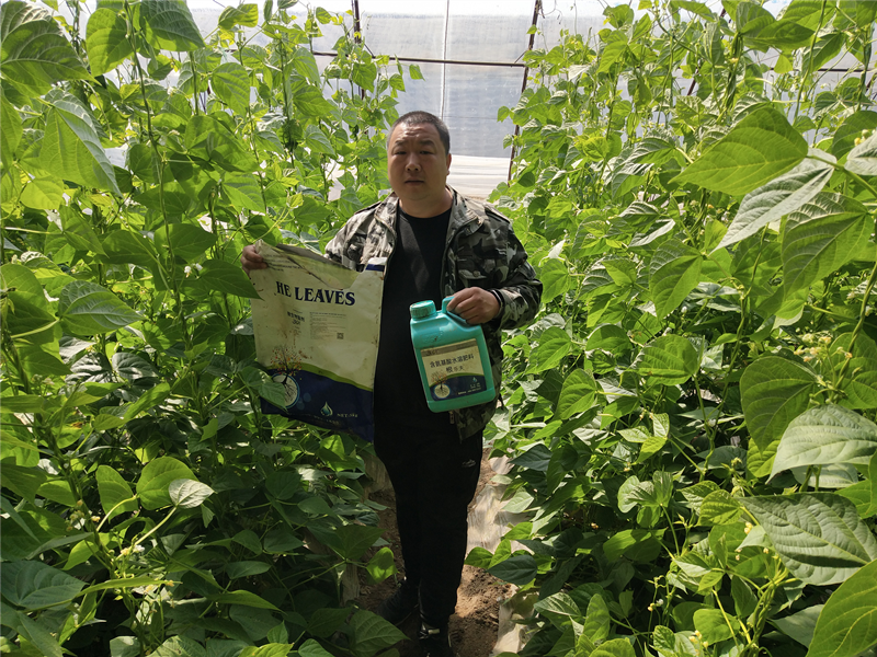 豆角用什么肥產量高,不早衰