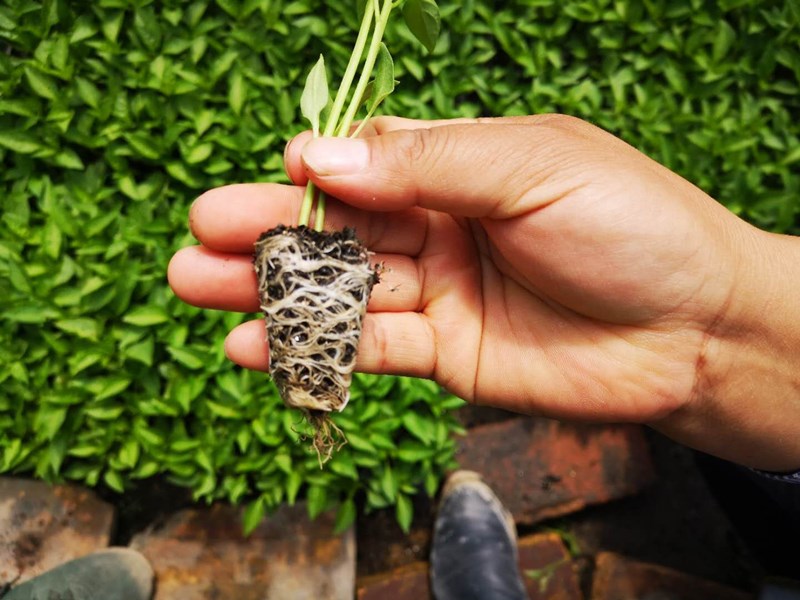 生根劑-辣椒用沃葉根樂(lè)夫效果.jpg