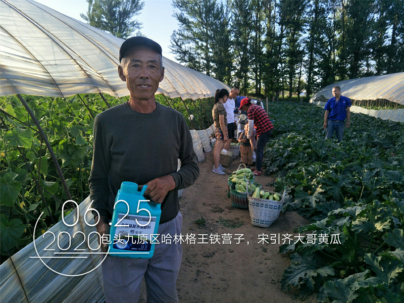 生根劑-黃瓜沖施沃葉根樂(lè)夫生根劑效果.png