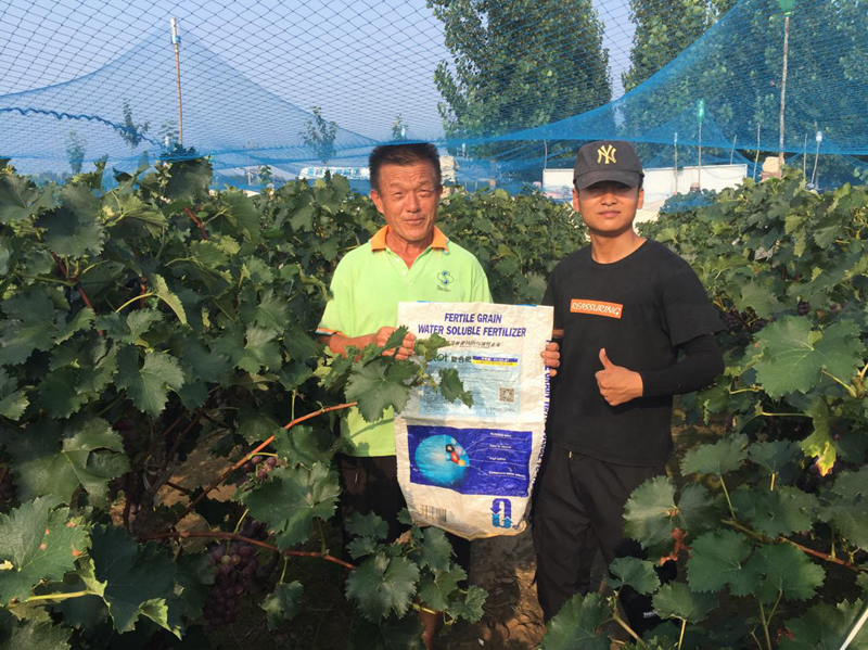 水溶肥讓果樹(shù)月子肥更好