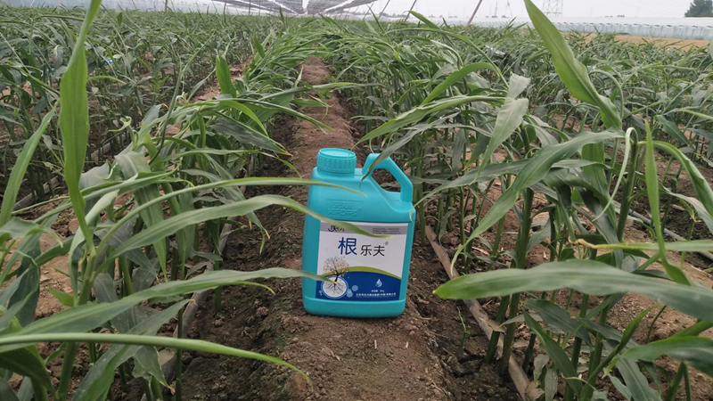 種植蔬菜用什么肥料？