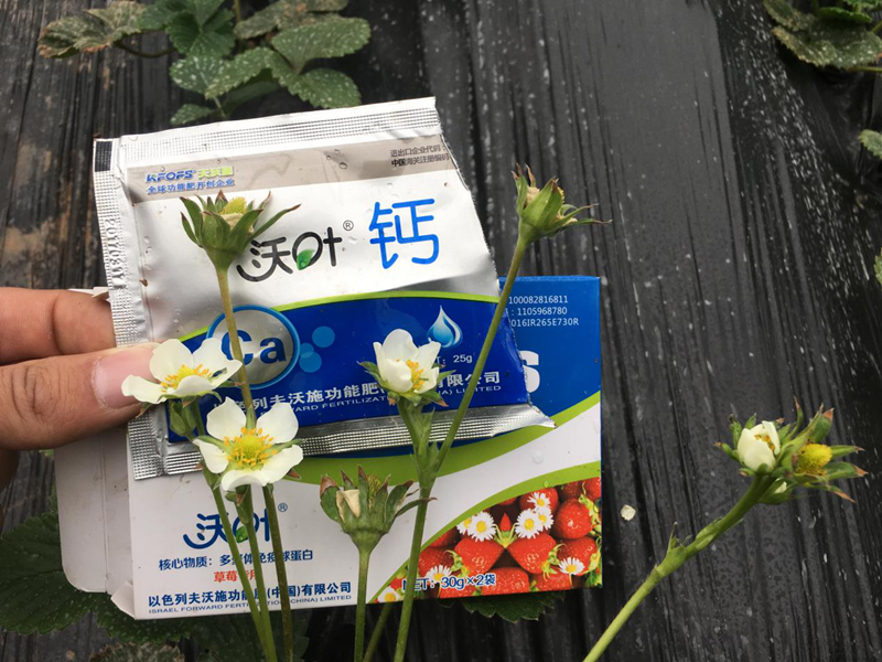 鈣肥種類那么多，你了解幾種