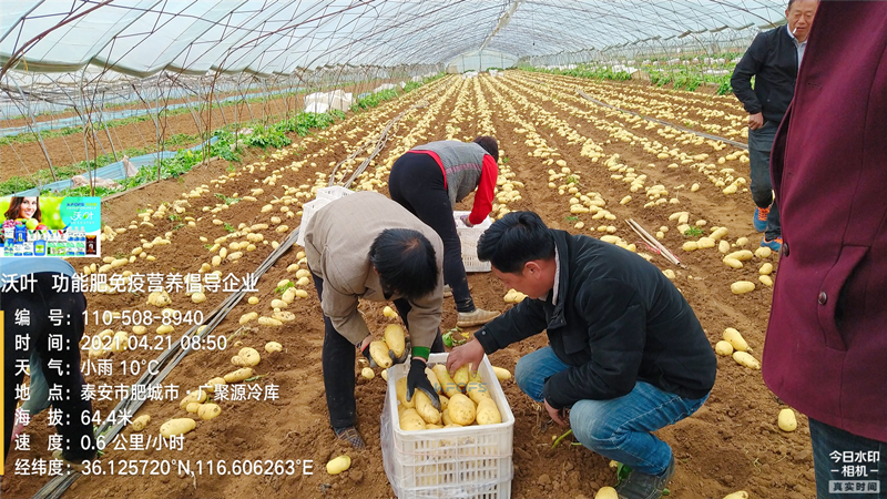 礦源黃腐酸鉀，改良土壤的好幫手
