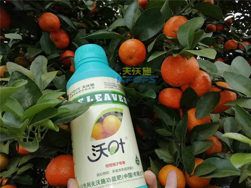 如何施肥提高柑橘產(chǎn)量，柑橘施肥技巧