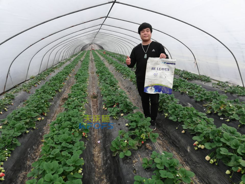 作物用肥，對(duì)食品安全的重要作用