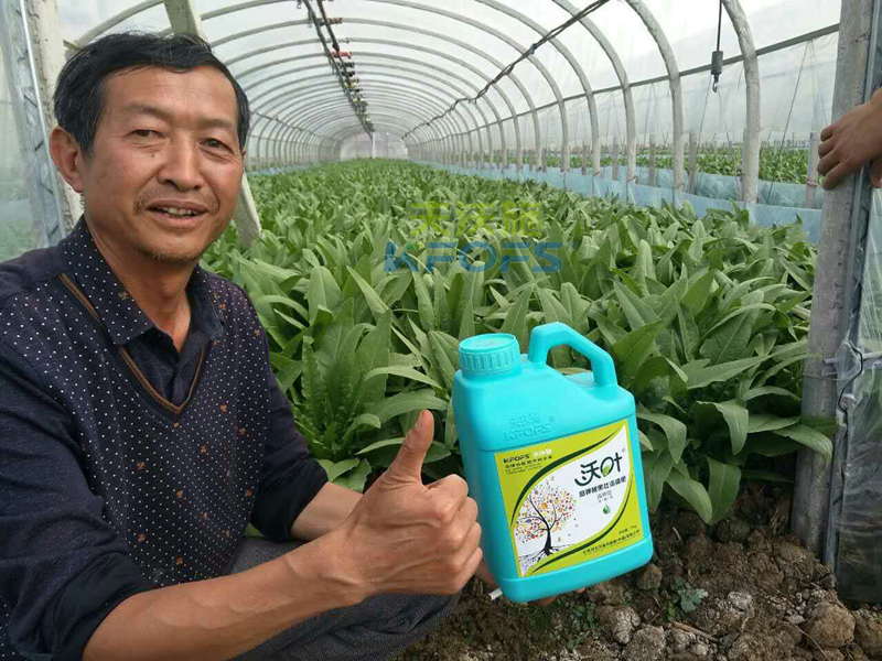 水溶肥怎樣使用，大棚蔬菜才能產(chǎn)量高