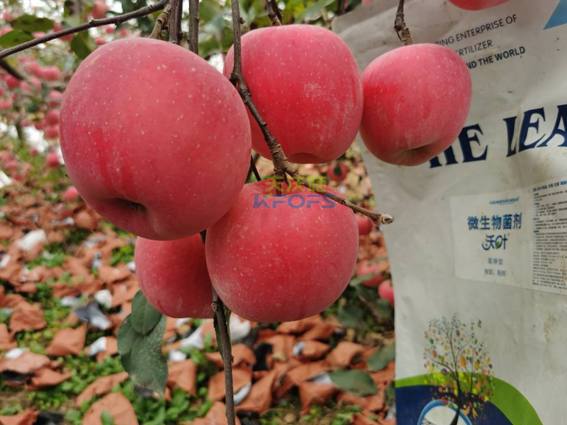 如何施肥讓果實快速膨大-沃葉菌劑蘋果.png
