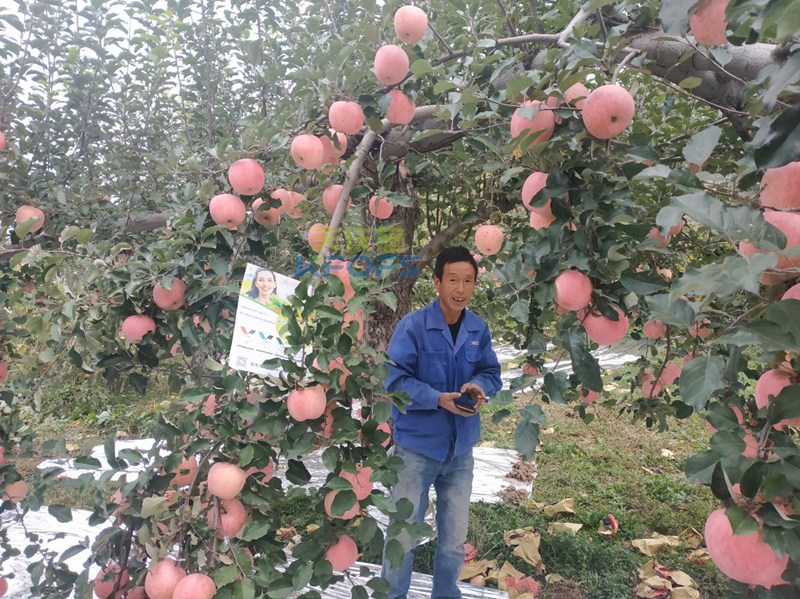如何施肥讓果實快速膨大-沃葉水溶肥蘋果.png