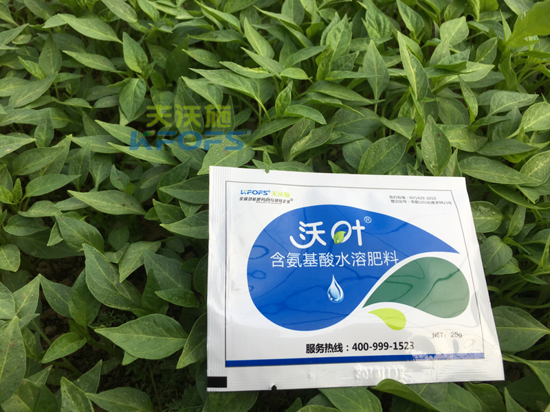 葉面肥什么時候打效果好-沃葉葉面肥辣椒.png
