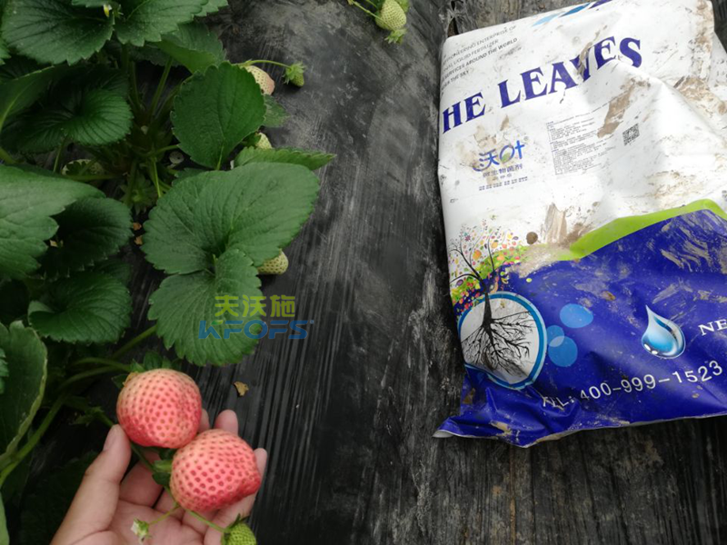 水溶肥-草莓用什么肥料好？