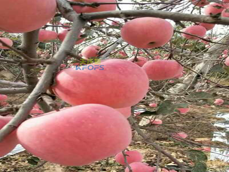 生物菌肥哪種好？