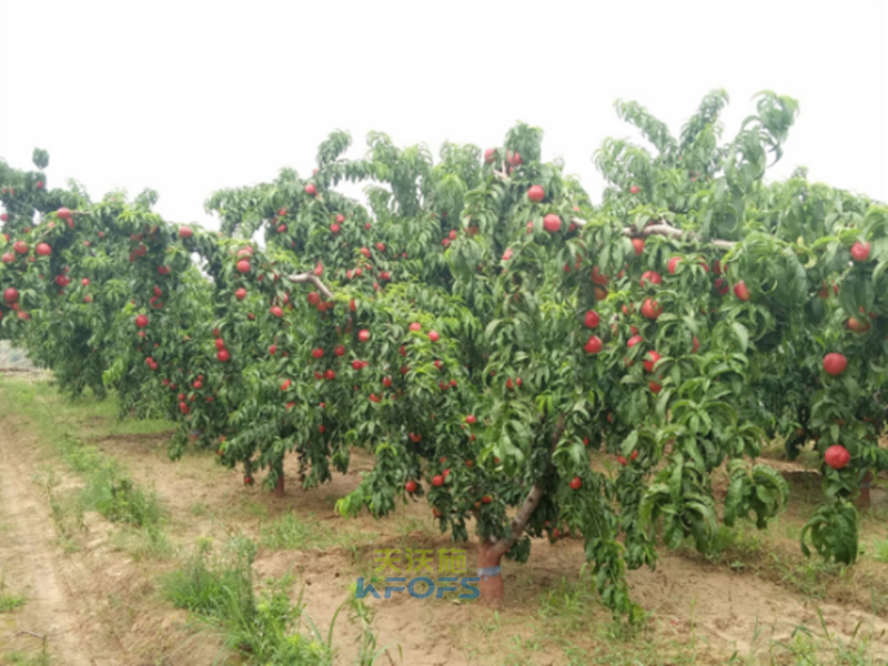 桃樹(shù)沖施肥哪家好-沃葉油桃1.png