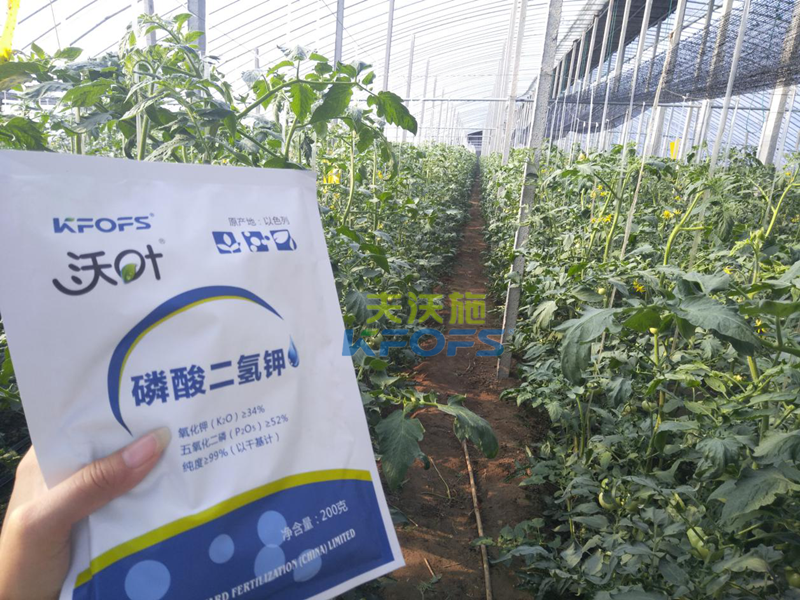 番茄葉面肥的使用技巧！