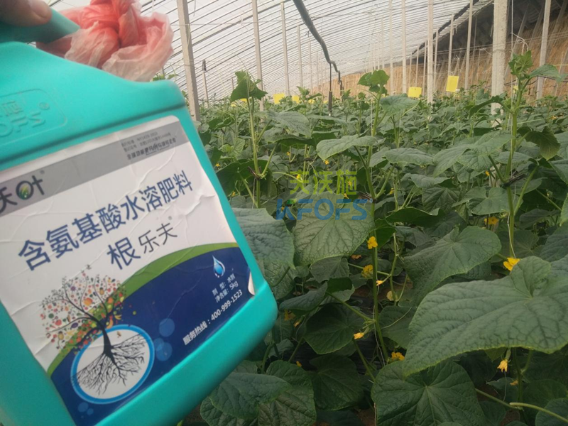 水溶肥調(diào)理黃瓜黃頭，夫沃施有一招！