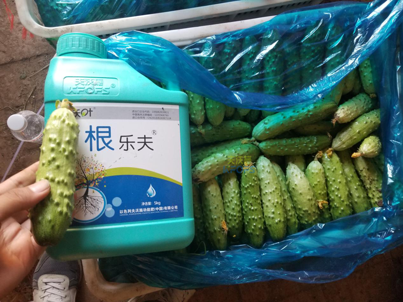 根系、土壤問題如何解決？