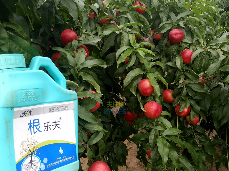 果樹生根劑用什么好-沃葉根樂(lè)夫桃子.png