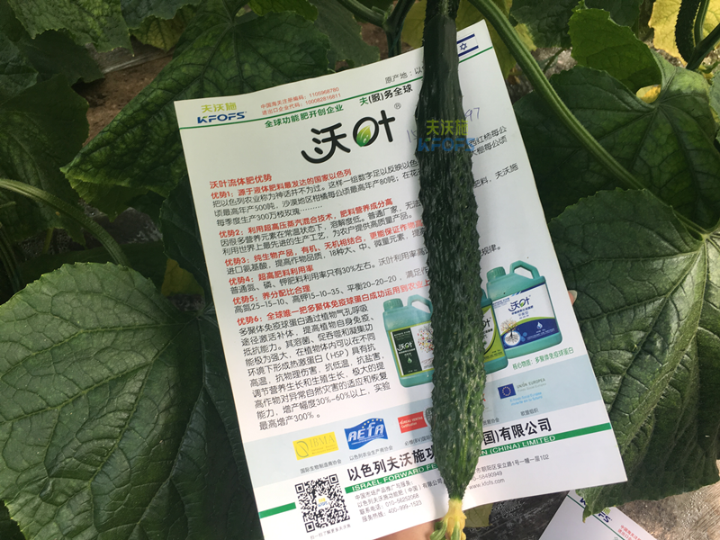 黃瓜的施肥時間及方法？