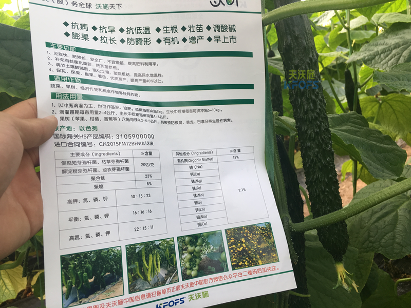 黃瓜的施肥時(shí)間及方法-沃葉水溶肥黃瓜.png