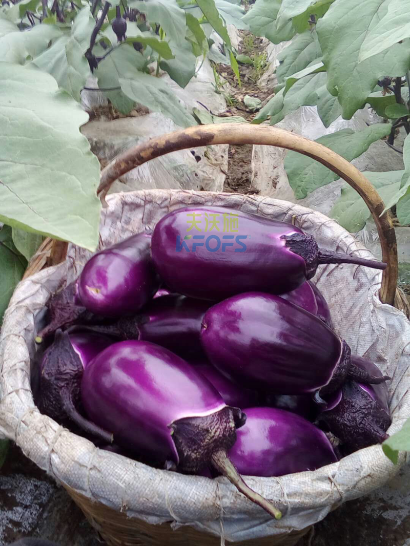 茄子用什么肥料好？