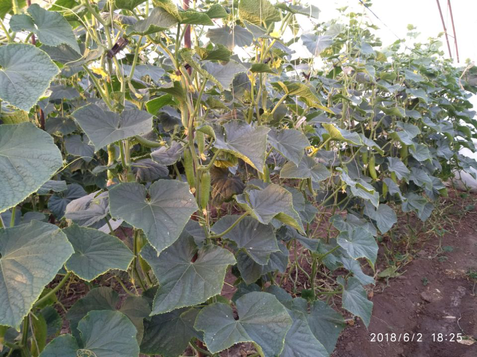 菌肥的正確使用方法？
