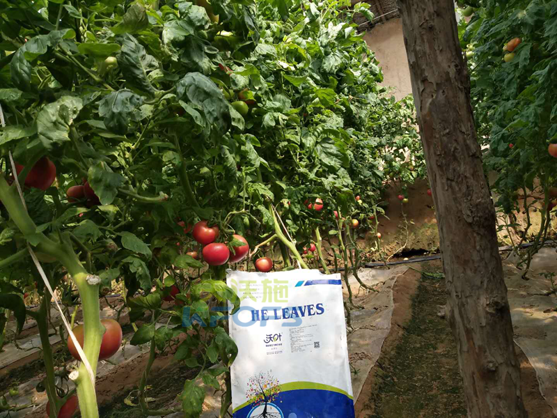 生物菌肥哪家好？
