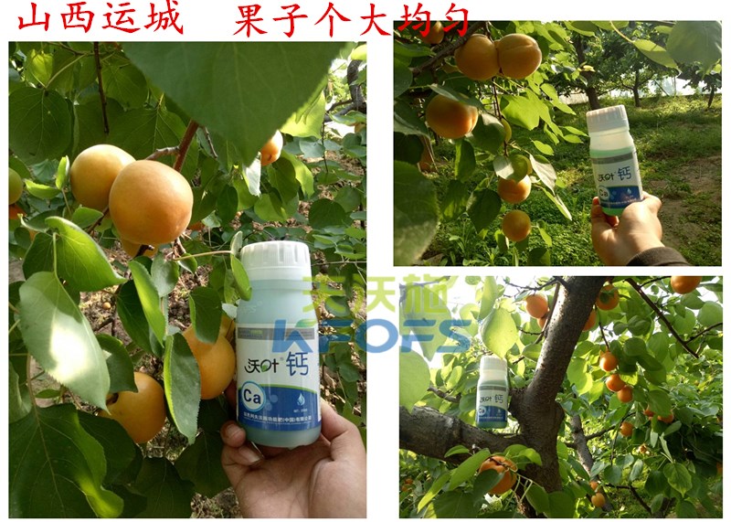 螯合鈣的用途！