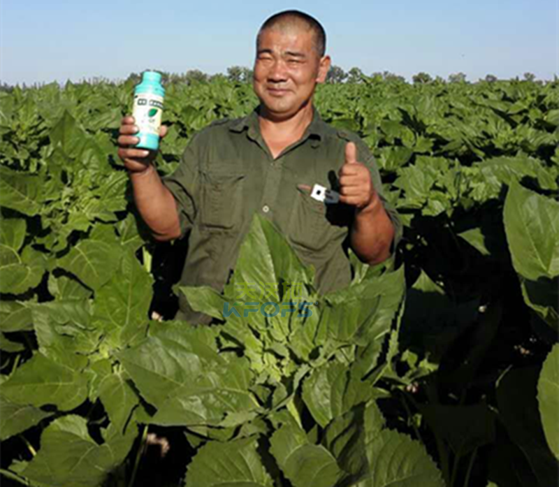 葉面肥的分類及注意事項(xiàng)有哪些？1.png