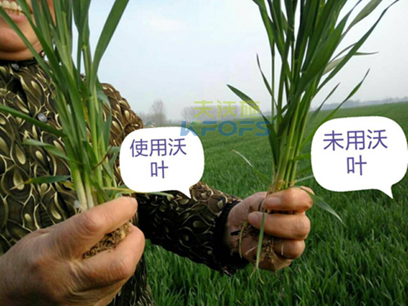 小麥?zhǔn)裁磿r候打葉面肥1.png