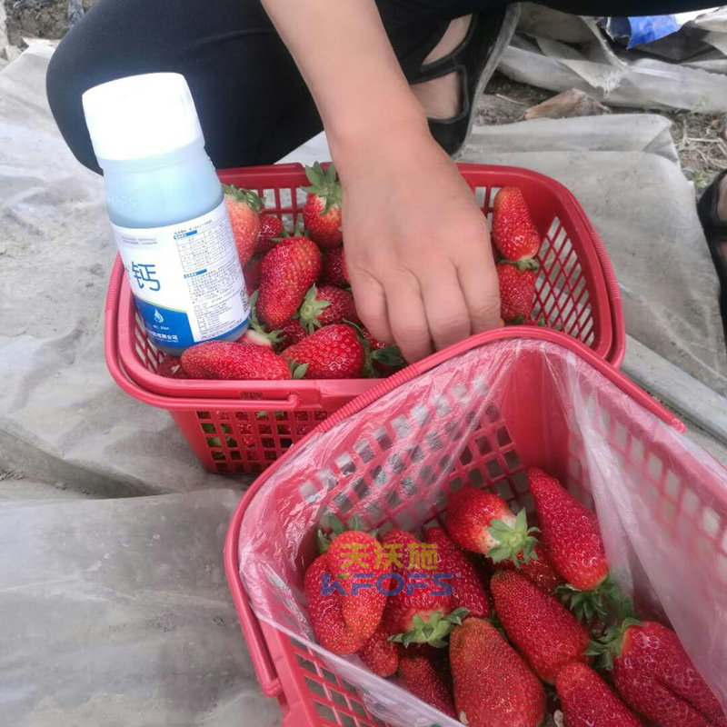 草莓果實(shí)膨大期施肥原則及方案！