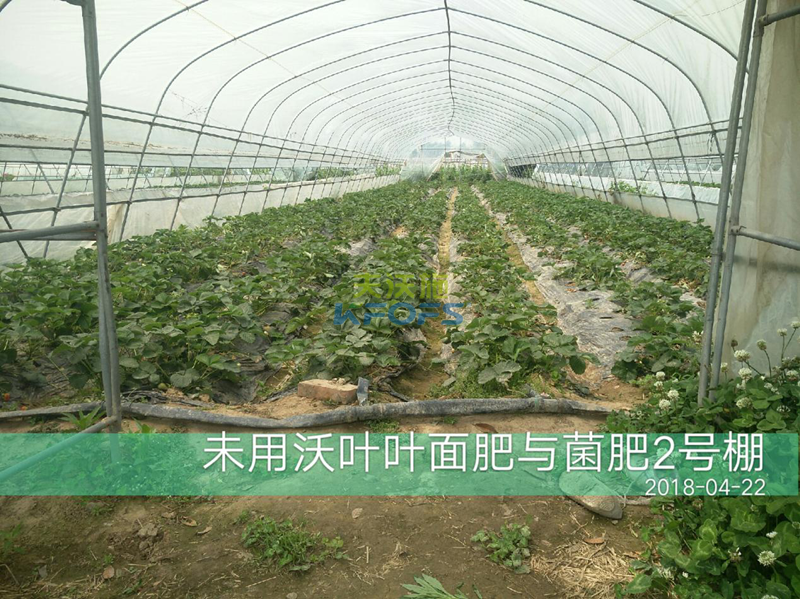 草莓果實(shí)膨大期施肥原則及方案！1.png
