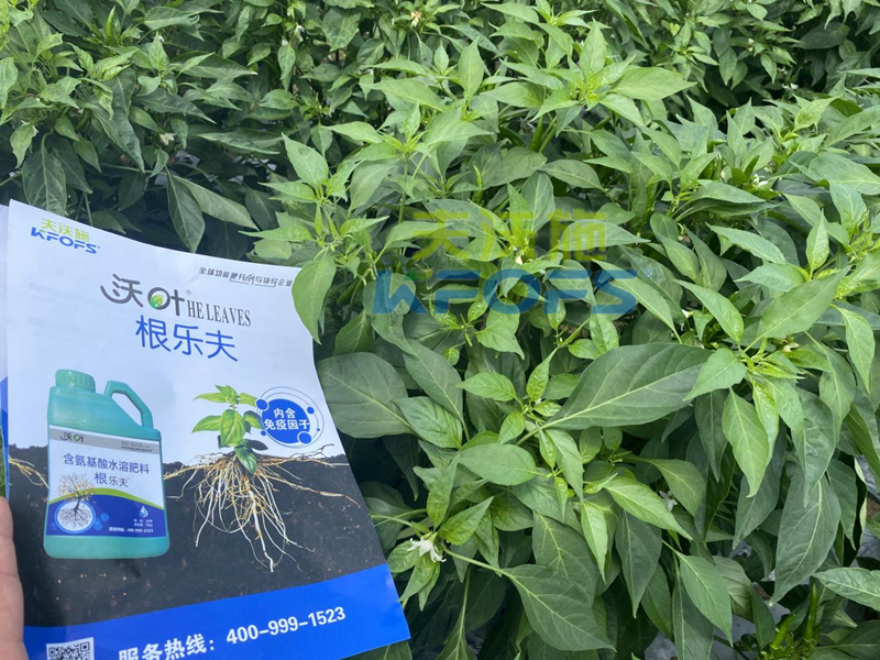 青椒種植用什么水溶肥？張大叔推薦沃葉