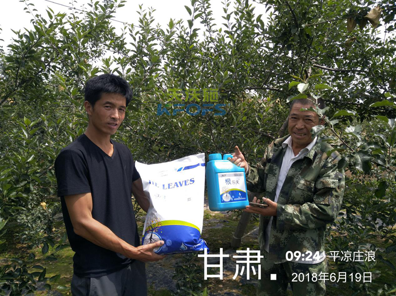 蘋果怎么施肥？